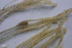 (Narella bellissima) ©IEO