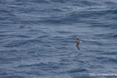 Petrel gon-gon (Pterodroma feae.) fotografiado en aguas del Banco de la Concepción ©Marisa Tejedor / SECAC