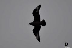 Págalo pomarino (Stercorarius pomarinus) ©CEMMA