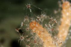 Detalle filmado con el ROV y en el que se pueden ver los pólipos de un Alcyonium que tienen menos de un centímetro de longitud / A detail filmed by the ROV, with polyps of Alcyonium of not more than one centimetre length ©ICM-CSIC
