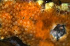 (Schizoporella longirostris)©IEO