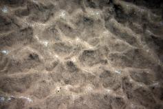 Fondo de Arenas Batiales © IEO-COC-INDEMARES Canarias