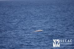 Mapa del transecto realizado © SECAC