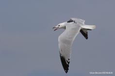 Gaviota de audouin con GPS © SEO Juan Becares