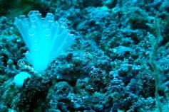 Maerl y ascidia (C) IEO