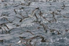 Puffinus mauretanicus y L. audouinii © SEO/BirdLife - J.M. Arcos