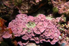 Mesophyllum © D. Kersting