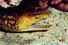 ©Carlos Suárez/WWF España