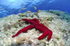 Estrella suave / Purple sea star (Ophidiaster ophidianus) ©OCEANA/Carlos Suarez