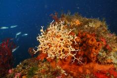 Estrella cesta / Basket star (Astrospartus mediterraneus) ©OCEANA/Juan Carlos Calvin
