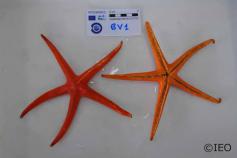 Narcissia canariensis © IEO