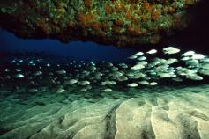 Fondo del mar canario / Botton of canarian sea ©Carlos Suarez/WWF España