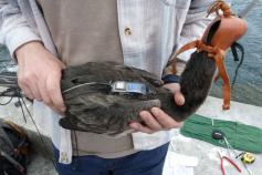 Un ejemplar de cormorán moñudo con un emisor GPS ©SEO BirdLife