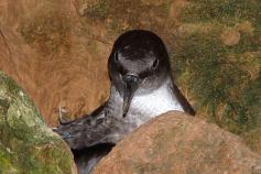 Pardela Cenicienta (Calonectris diomedea) ©José Manuel Arcos/SEO BirdLife