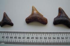 Fósiles megalodón. Foto: IEO