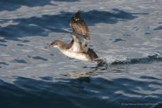 Pardela balear (Puffinus mauretanicus). Foto: José Manuel Arcos / SEO Bird Life Pardela balear levantando el vuelo desde el agua.