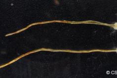 Especie de protozoo descubierta por OCEANA y el CSIC Especie de protozoo descubierta por OCEANA y el CSIC