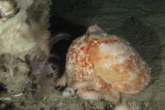 Seco de los Olivos Julio 2011 © OCEANA