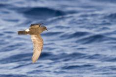 Paiño madeira © SEO/BirdLife J. M. Arcos