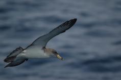 Pardela cenicienta © SEO/BirdLife - Juan Becares
