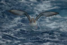 Pardela cenicienta © SEO/BirdLife Juan Becares 