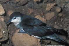 Pardela Chica © SEO/BirdLife Beneharo Rodríguez