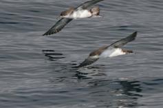 Pardela mediterranea en el Cap de Creus © José Manuel Arcos