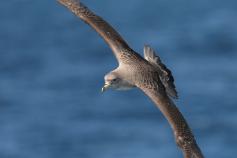 Pardela cenicienta (C) SEO/Jose María Arcos