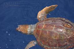 Tortuga boba juvenil (Caretta caretta) ©SECAC