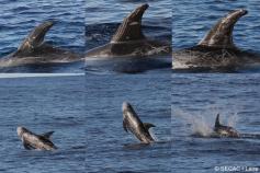 Varias instantáneas de calderón gris (Grampus griseus) ©SECAC