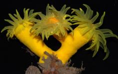 Pólipos / Polyps (Dendrophyllia cornigera) ©Pablo J. López González/ICM-CSIC
