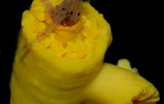 Pólipos con presas / polyps with preys (Dendrophyllia cornigera) ©Pablo J. López González/ICM-CSIC