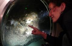 Observando el fondo submarino en el interior del JAGO / Observing the sea botton inside the JAGO ©JAGO/ICM-CSIC