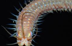 Poliqueto / Polychaete ©Pablo J. López González/ICM-CSIC