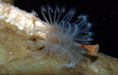 Poliquetos / Polichaeta ©Pablo J. López González/ICM-CSIC