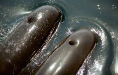 Calderón común / Long finned pilot whale (Globicephala melas) ©Alnitak