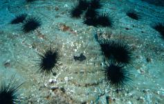 ©Arturo Boyra/WWF España