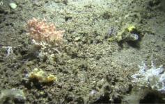 Campo de corales/Hábitat 1170 ©IEO