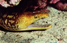 ©Carlos Suárez/WWF España