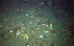 Corales, gorgonias y esponjas dispersas por la cumbre del volcán de fango Gazul ©IEO