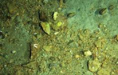 Costras con fragmentos de corales y moluscos con decápodos que buscan cobijo bajo los fragmentos de roca ©IEO