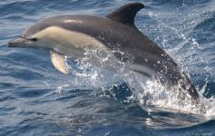 Delfin común / Common dolphin (Delphinus delphis) ©CIRCE