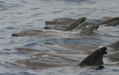 Delfines de dientes rugosos / Rough-toothed dolphins (Steno bredanensis) ©SECAC