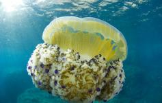 Aguacuajada / Jellyfish (Cotylorhiza tuberculata) ©OCEANA/Iñaki Relanzón