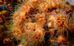 Coral (Phyllangia mouchezii) ©OCEANA/Juan Cuetos