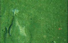 Fondos dominados por sedimentos finos en los que destaca un pez torpedo ©IEO