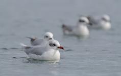 Gaviota cabecinegra / Mediterranean gull (Larus melanocephalus) ©Juan Becares/SEO BirdLife