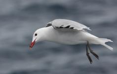 Gaviota de audouin / Audouin´s gull (Larus audouinii) ©Beneharo Rodríguez/SEO BirdLife
