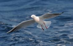 Gaviota picofina / Slender-billed gull (Larus genei) ©José Manuel Arcos/SEO BirdLife