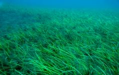 ©J.M.Hernandez/WWF España